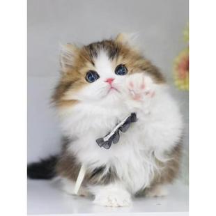 香港发货乳金白拿破仑幼崽短腿银白蓝白蓝眼长毛米努特矮脚宠物猫