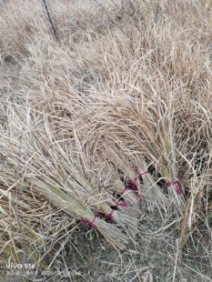 1份手握一把 真草 干枯茅草 枯草 拍几份发几把 干草 茅草