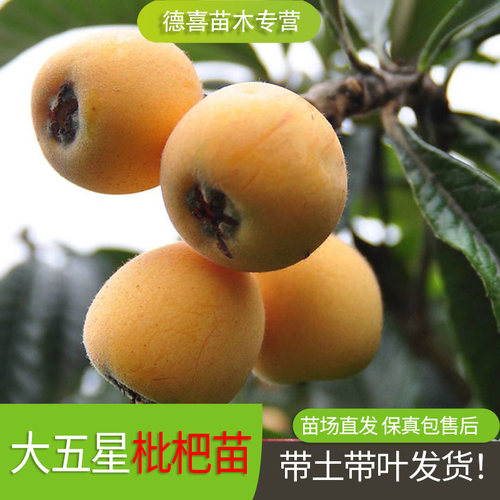 大五星枇杷苗树地栽特大南北方