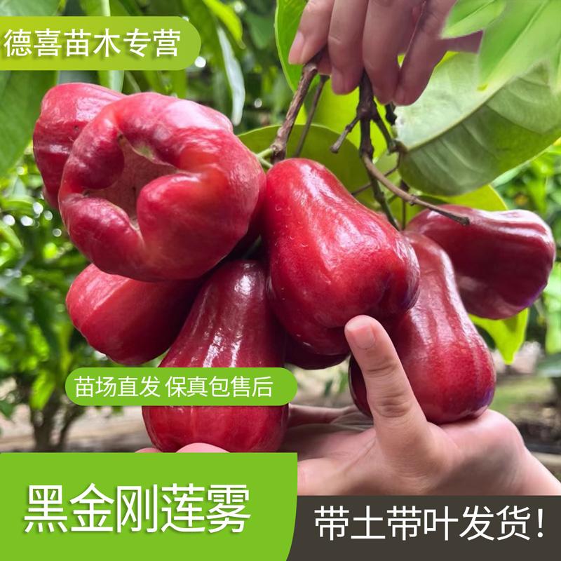 莲雾树苗黑糖芭比连雾