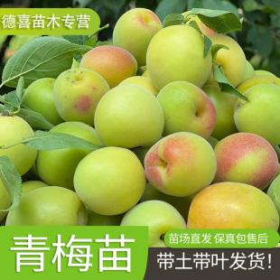 青竹梅树苗大果大肉酸梅苗接嫁良种梅子树四季可种果树苗盆栽地载