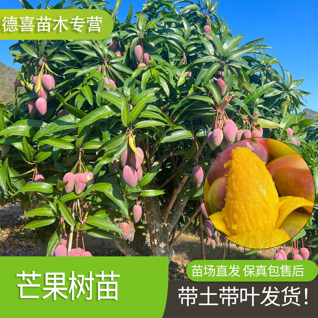 芒果树苗嫁接贵妃芒果苗