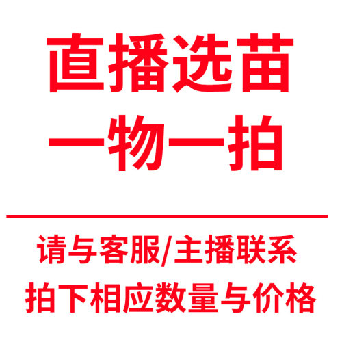 一物一拍 南北方种植 阳台庭院 盆栽地栽 广西灵山发货 保真
