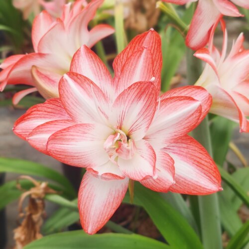 星辰花园花孔雀自然球小苗带根叶