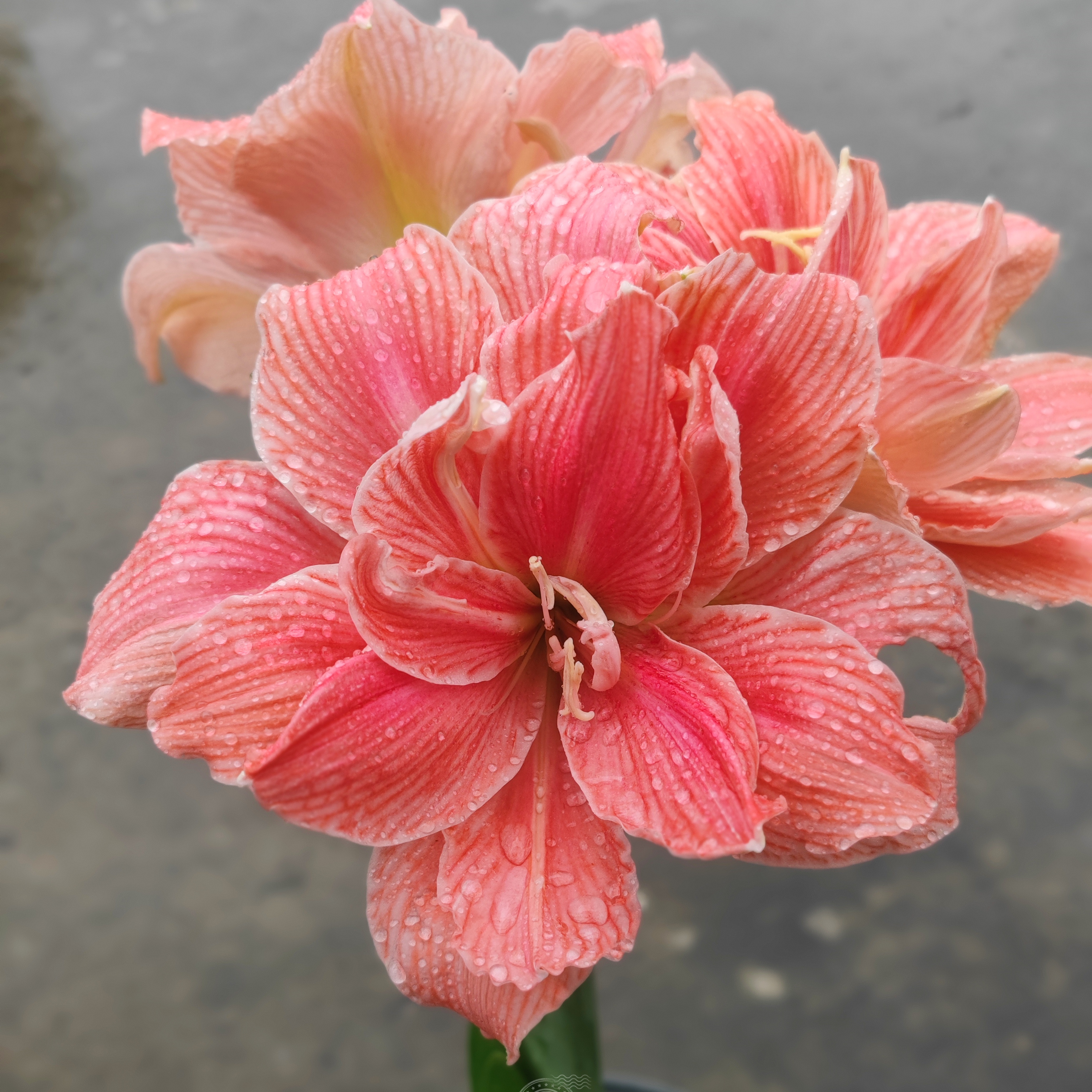 星辰花园品种朱顶红小苗带根带叶