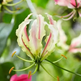 进口唐菖蒲嘉兰百合马蹄莲大丽花郁金香洋水仙葡萄风信子银莲花