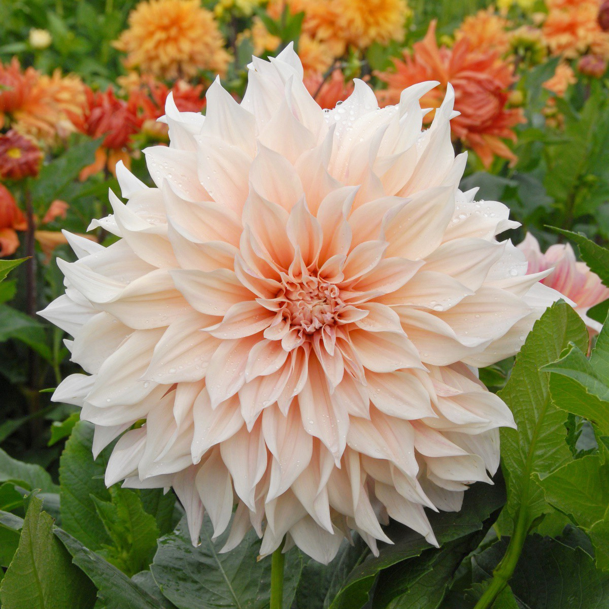 大丽花种球根牛奶咖啡多年生四季盆栽阳台庭院进口大丽菊地瓜花