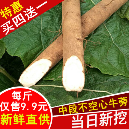 牛蒡根新鲜2026现挖苍山正品黄金特级不空心牛膀旁棒磅茶片蔬菜