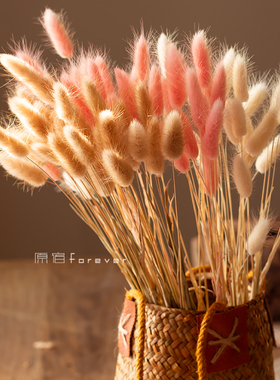 风干真花兔尾草干花桌面装饰摆设小清新花束搭配彩色狗尾巴草花材