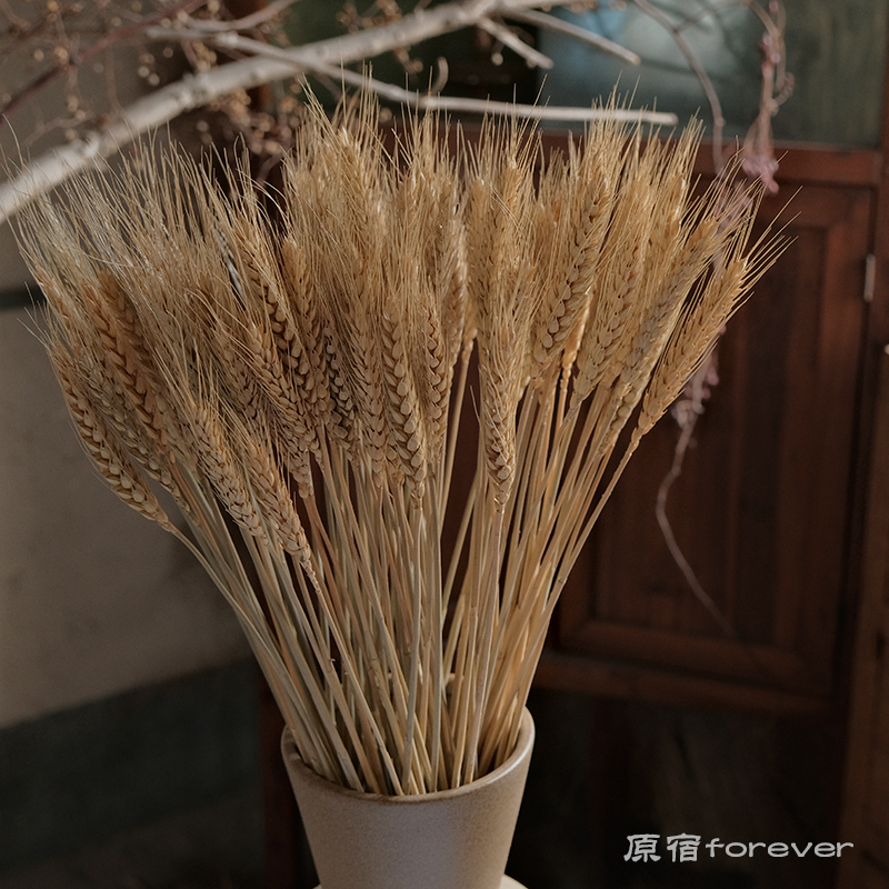 优质天然风干麦穗干花开业插花民宿搭配金色麦子餐厅桌面拍照摆件