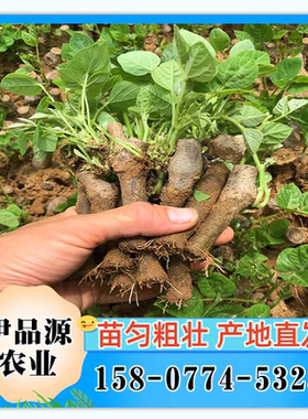 高产葛根苗绿色蔬菜粉葛苗产地直发藤本植物易种植量大从优包邮