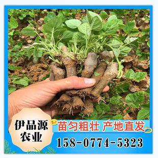 粉葛根苗高产葛根种植苗无渣粉葛种苗优质扦插种藤绿化葛种苗包邮