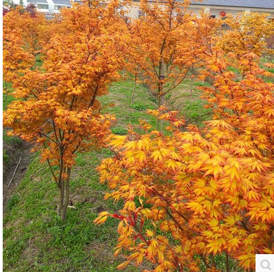 Landscape nursery stock gold Sapling Maple Sapling Three quarters Red Sun Sapling Scenery Saplingin the Flower delivery/Flowers simulation/Plants gardening , Garden Plants/Trees/Fruit tree, Trees/Arbor category - from Buy2taobao.com to provide professional Taobao agent buy service