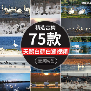 天鹅白鹤舞白鹭丹顶鹤鸟群鸟类飞翔迁徙生态湿地实拍高清视频素材