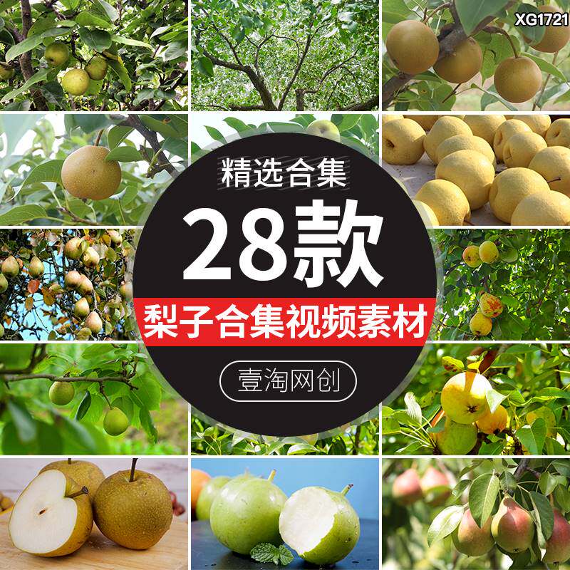 梨园果树上梨子夏日雪梨果实果园成熟香梨树鸭梨水果实拍视频素材