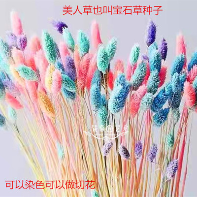 宝石草种子 正品货 观赏草种子 家庭园艺 可以做干花 切花 美人草