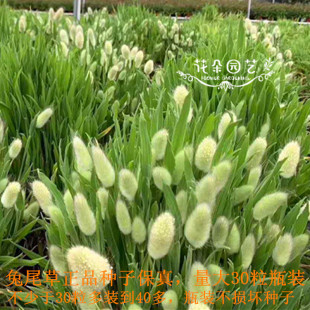 盆栽花种 兔尾巴草种子30粒 观赏草种 趣味盆栽 花种盆栽 兔尾草