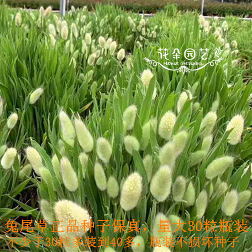 尾巴种子30趣味盆栽观赏