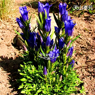 秦艽种子30粒 多年生宿根 耐寒 耐寒 家庭盆栽 室外地栽 大叶龙胆
