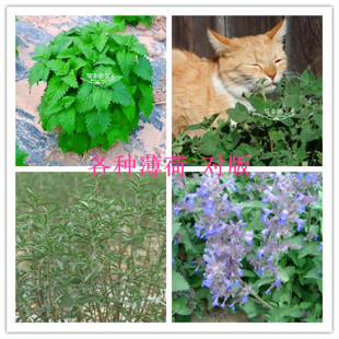 香水薄荷种子 猫薄荷 夏香薄荷 柠檬香蜂草,银丹草,香草香青兰