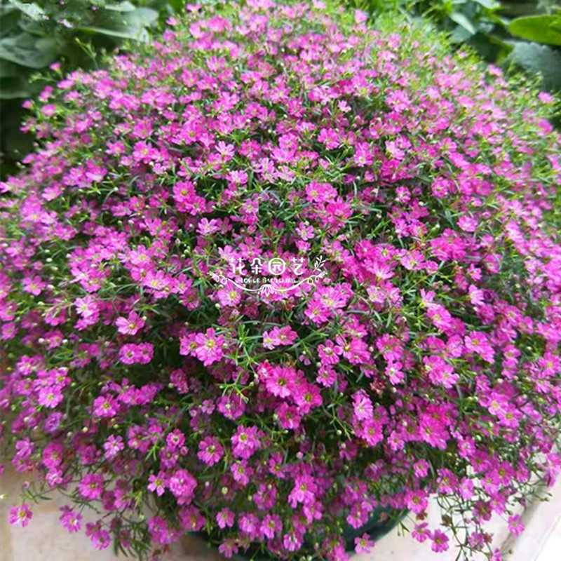 进口花种日本sakata满天星*吉普赛满天星*5粒裸种花朵园艺*盆栽萌