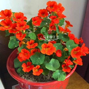 非常好养好活 耐旱耐旱 盆栽地栽 花朵园艺 垂吊 垂吊旱金莲种子