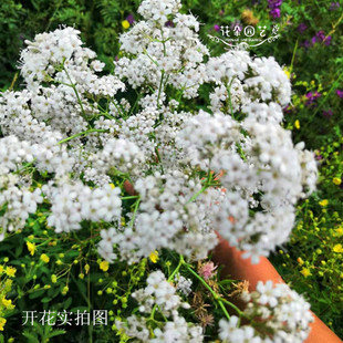 宿根满天星种子白色小花宿根花卉庭院阳台盆栽花种子多年生30粒包