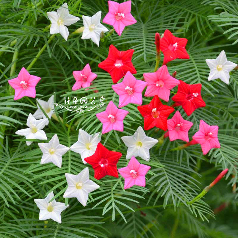 茑萝花种 羽叶茑萝 圆叶茑萝 庭院爬藤 五角星 阳台盆栽 藤蔓牵牛