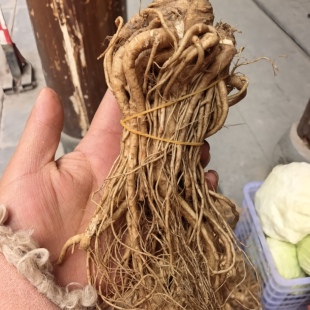 阿坝州九寨沟特产黄龙当归干当归