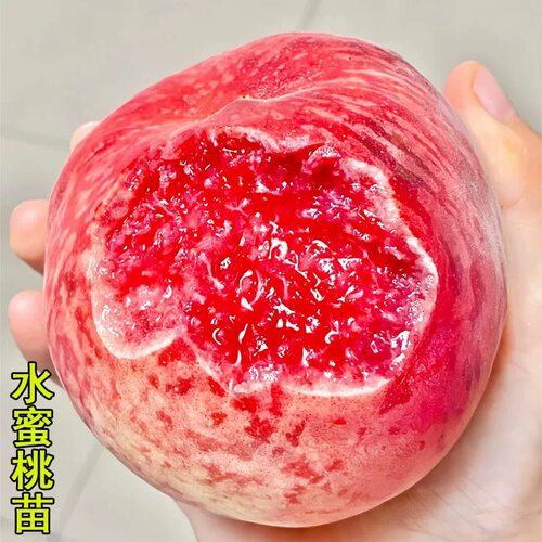 正宗水蜜桃树果苗大树湖景蜜露水蜜桃苗盆栽巨型庭院地栽早熟桃苗