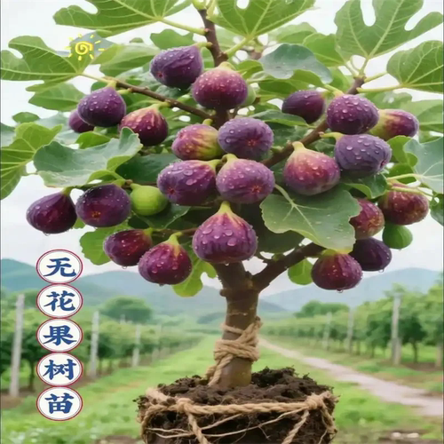无花果苗果树苗无花果树苗当年结果四季栽栽南北方四季种植青皮