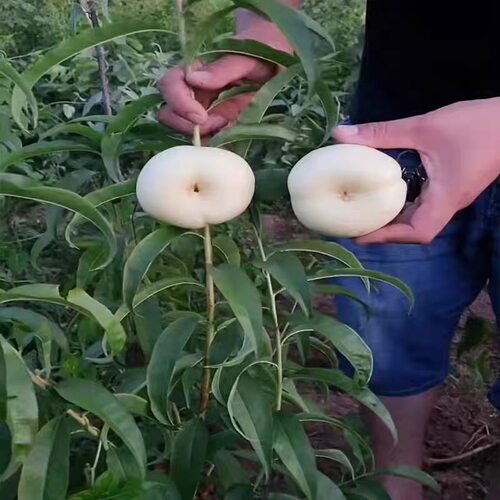 嫁接新品种蟠桃树苗奶油巧克力油蟠桃树特大南北方种植当年结果苗