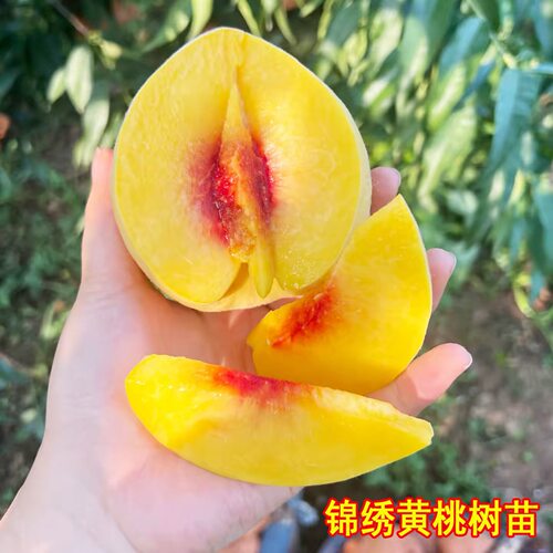 大黄桃苗锦绣黄桃树果苗八月桃苗矮桃苗盆栽庭院果树果苗南北种植