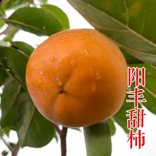 送一正宗嫁接阳丰脆甜柿子树无核盆栽地栽南北方种植当年结果正宗