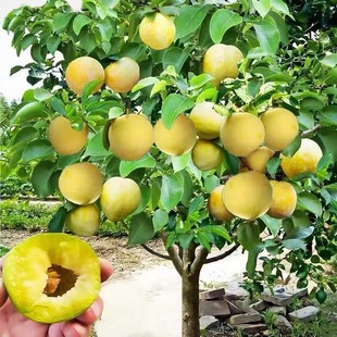 蜂糖李子树苗三华李脱骨李芙蓉李脆红心新品种晚熟黄金奈李子果苗