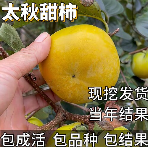 日本太秋甜柿树苗脆甜柿子苗树特大庭院盆地栽庭院南北方种植树苖