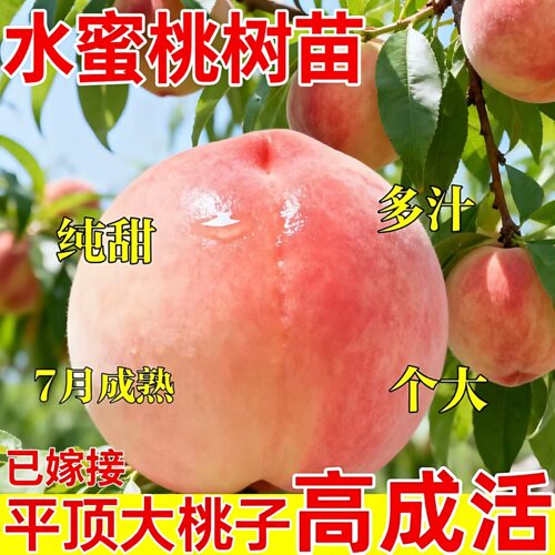 正宗水蜜桃苗特大嫁接桃树苗南方北方种植当年结果树果苗
