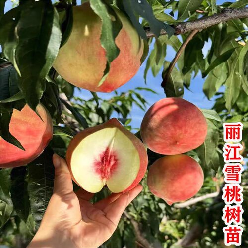 正宗丽江雪桃树果苗脆甜冬桃子活苗南北方种植地栽盆栽晚熟桃子树