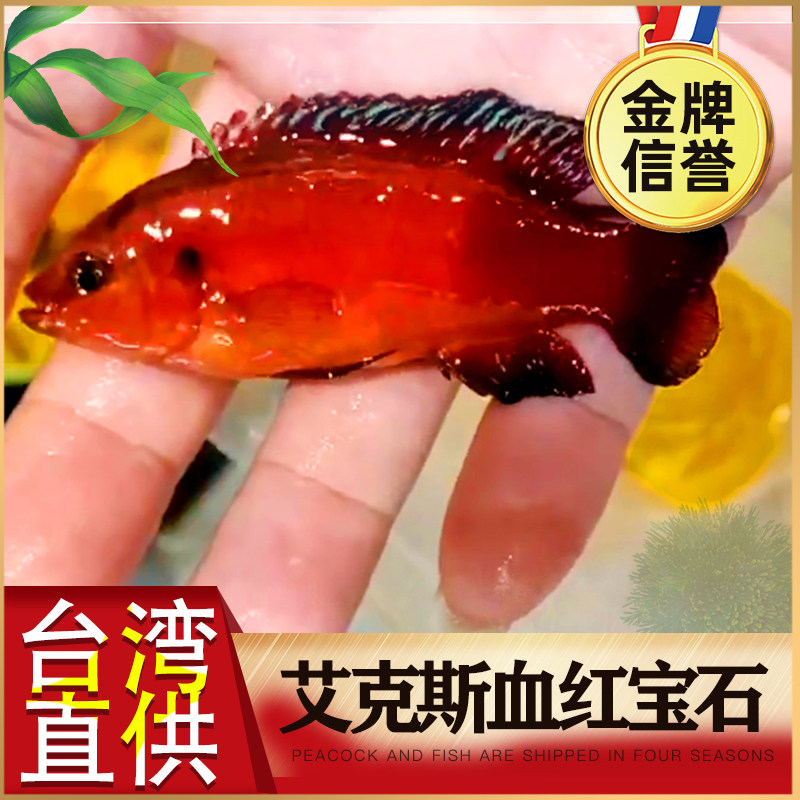 三湖慈鲷 图尔卡纳宝石 台湾进鱼