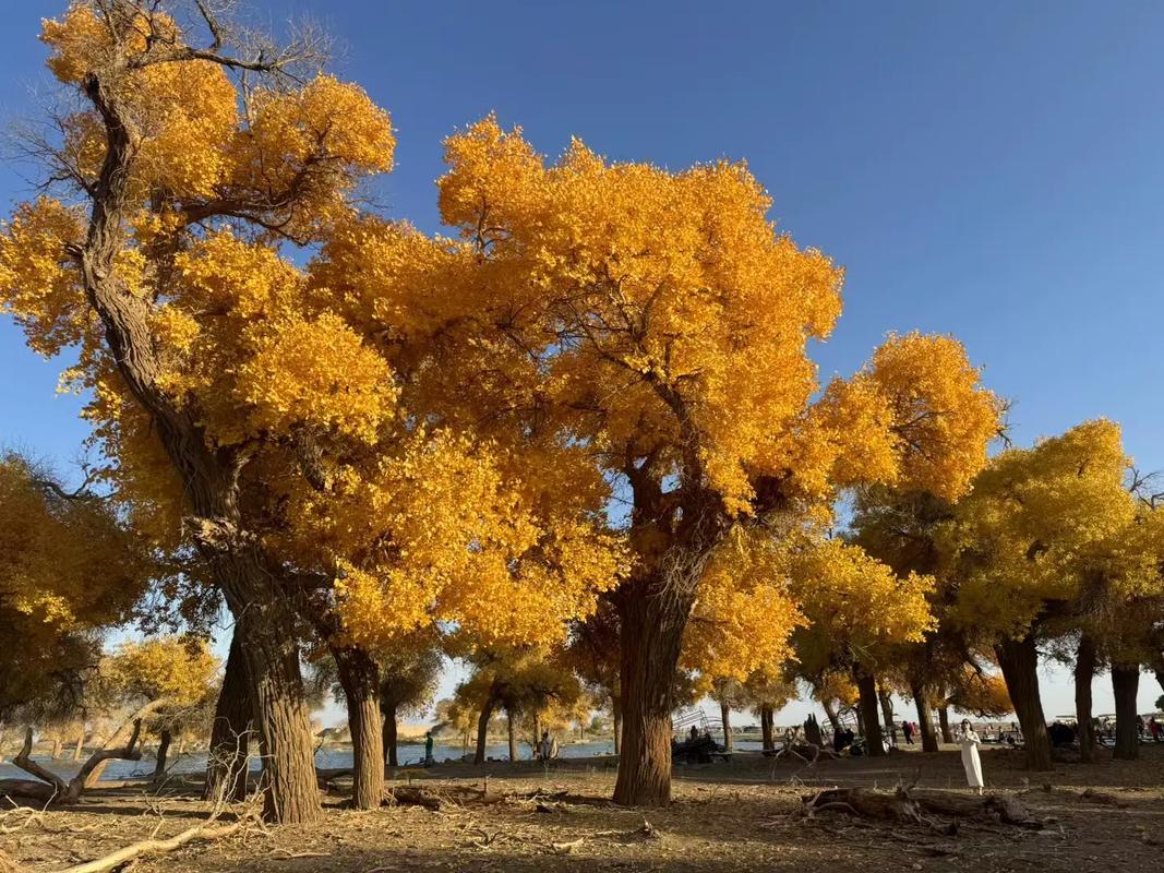 胡杨树苗盆栽地栽庭院阳台耐寒耐热适合南北方种植耐寒树