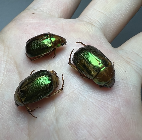 釜沟彩丽金龟未整资原虫真昆虫标本