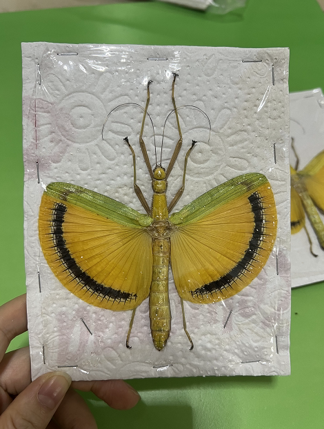 黄裙竹节虫已展翅tagesoidea nigrofasciata 真昆虫标本