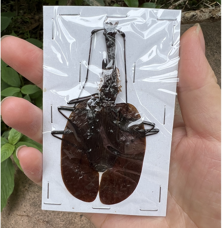 小提琴步甲标本mormolyce phyllodes吉丁蝴蝶甲虫锹甲标本艺术品