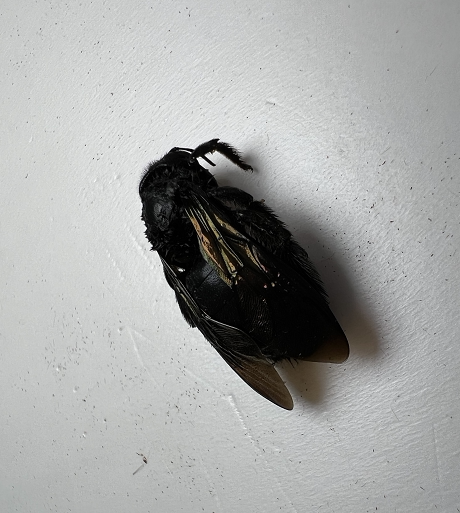 黑竹蜂未整资原虫标本湿虫真昆虫标本