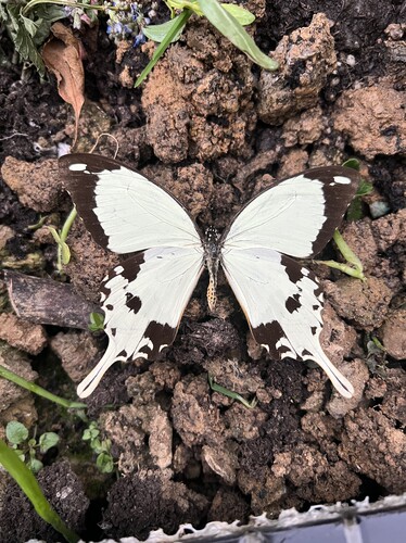 非洲白翠凤蝶未展翅原蝶