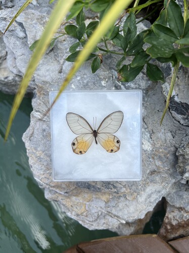 黄水晶眼蝶真蝴蝶标本