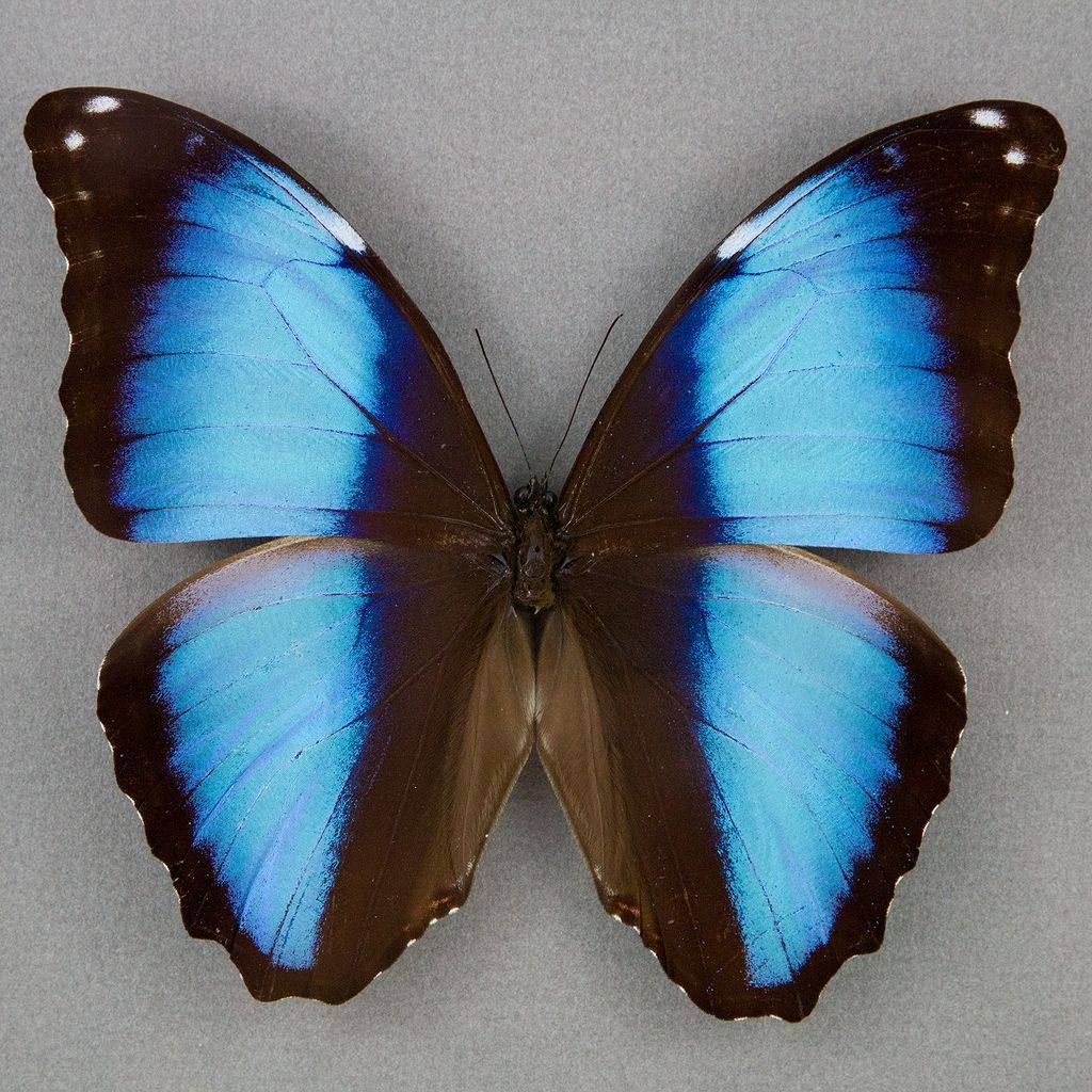 真蝴蝶进口标本梦幻闪蝶 morpho deidamia 未展翅蝴蝶原蝶