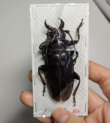 波刺天牛acanthophorus beringei a2 天牛标本蒸汽朋克昆虫标本