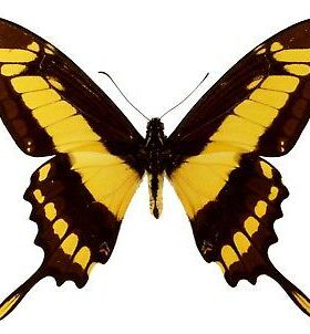 敏芷凤蝶标本Papilio thoas 草芷凤蝶 原蝶国外蝴蝶标本