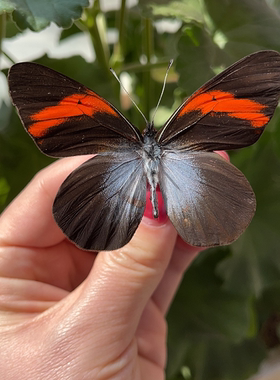 红弧黑粉蝶Pereute callinira原蝶未展翅真蝴蝶标本蝴蝶标本